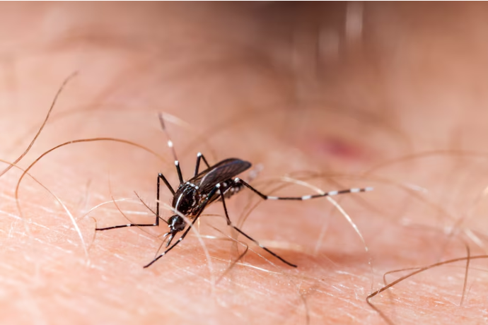 RESEP HERBAL HNI HPAI Virus Zika - Penyebab & Pengobatan
