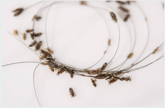 Resep Herbal HNI HPAI Cara Hilangkan Kutu Rambut Mudah