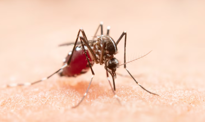 Resep Herbal HNI HPAI Malaria: Gejala, Penyebab dan Pengobatan
